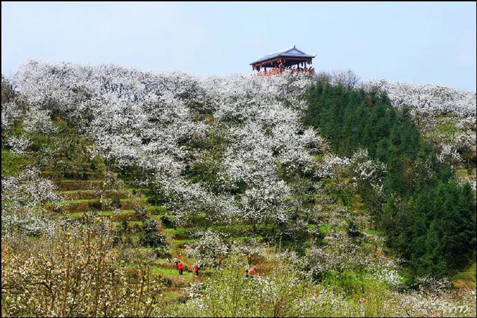 【春天，广西桂林灌阳县向您发出邀请！】我们在灌阳看梨花 - 游山玩水 - 黄冈生活社区 - 黄冈28生活网 hg.28life.net