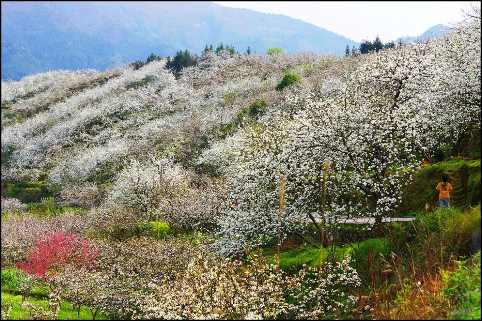 【春天，广西桂林灌阳县向您发出邀请！】我们在灌阳看梨花 - 游山玩水 - 黄冈生活社区 - 黄冈28生活网 hg.28life.net
