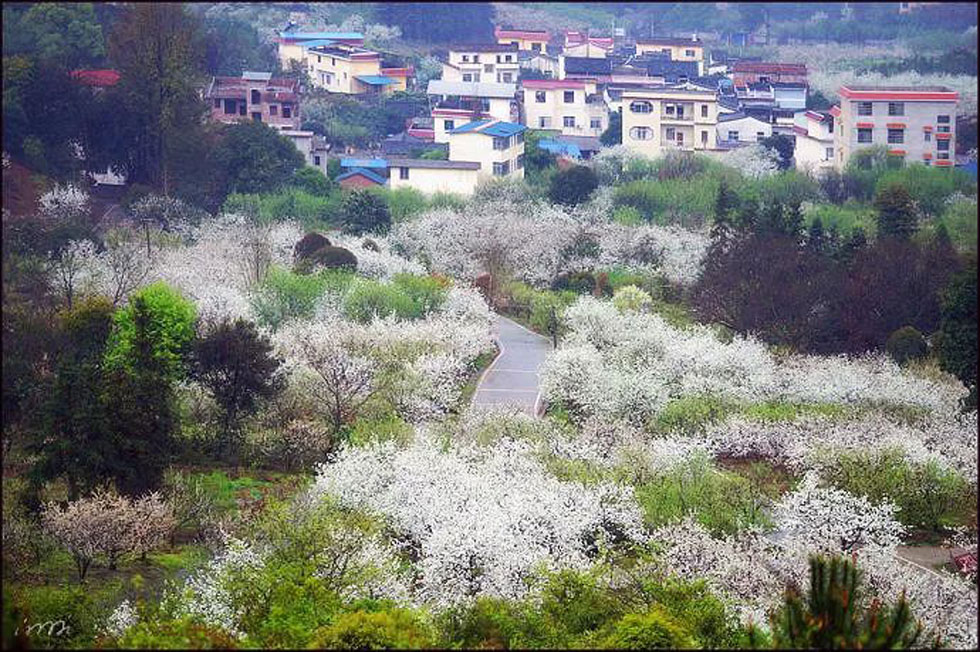 【春天，广西桂林灌阳县向您发出邀请！】我们在灌阳看梨花 - 游山玩水 - 黄冈生活社区 - 黄冈28生活网 hg.28life.net