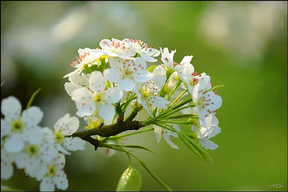 【春天，广西桂林灌阳县向您发出邀请！】我们在灌阳看梨花 - 游山玩水 - 黄冈生活社区 - 黄冈28生活网 hg.28life.net
