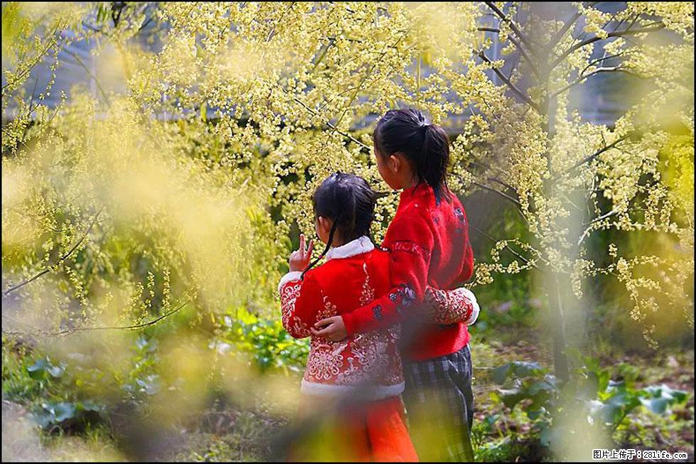 【春天，广西桂林灌阳县向您发出邀请！】米珠山前有片山苍子花在飘香 - 游山玩水 - 黄冈生活社区 - 黄冈28生活网 hg.28life.net