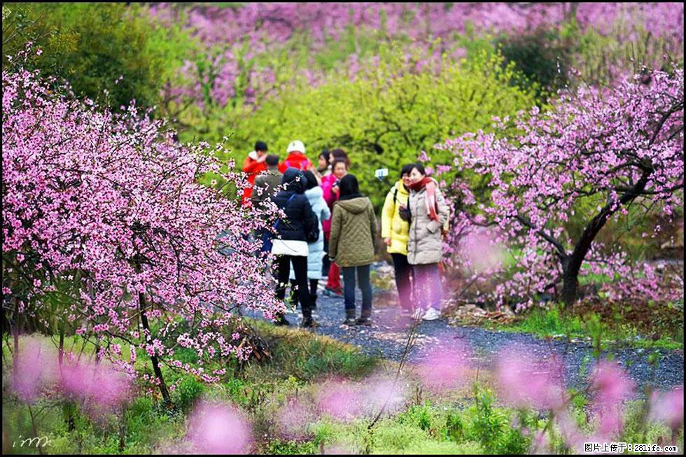 【春天，广西桂林灌阳县向您发出邀请！】官庄村有个醉美的桃花园 - 游山玩水 - 黄冈生活社区 - 黄冈28生活网 hg.28life.net