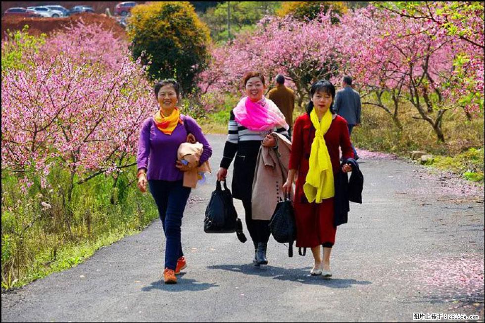 【春天，广西桂林灌阳县向您发出邀请！】官庄村有个醉美的桃花园 - 游山玩水 - 黄冈生活社区 - 黄冈28生活网 hg.28life.net