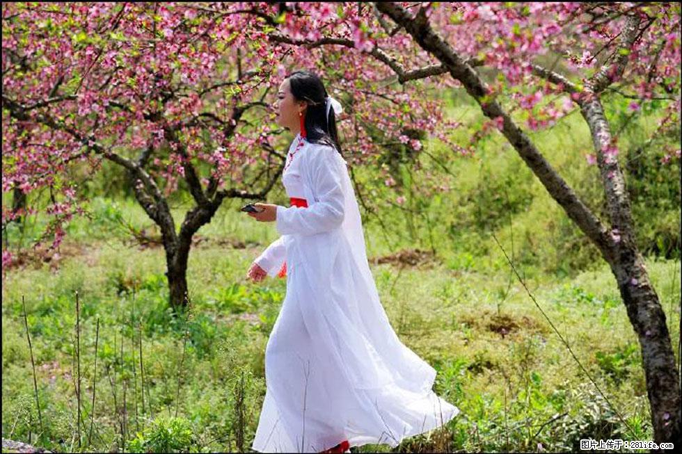 【春天，广西桂林灌阳县向您发出邀请！】官庄村有个醉美的桃花园 - 游山玩水 - 黄冈生活社区 - 黄冈28生活网 hg.28life.net