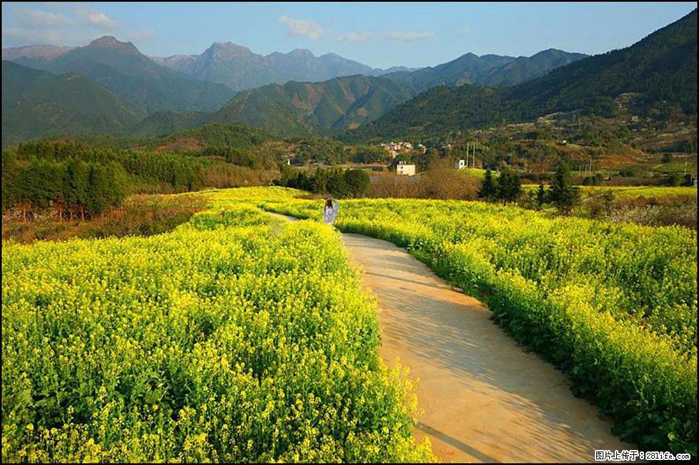 【春天，广西桂林灌阳县向您发出邀请！】长坪村油菜盛情花开 - 游山玩水 - 黄冈生活社区 - 黄冈28生活网 hg.28life.net
