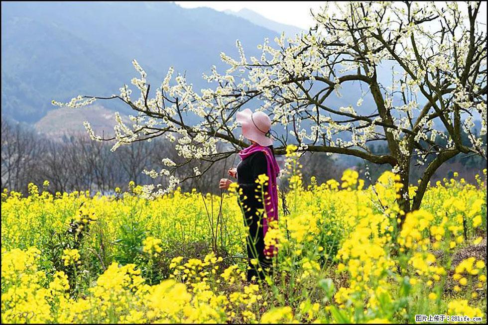 【春天，广西桂林灌阳县向您发出邀请！】长坪村油菜盛情花开 - 游山玩水 - 黄冈生活社区 - 黄冈28生活网 hg.28life.net