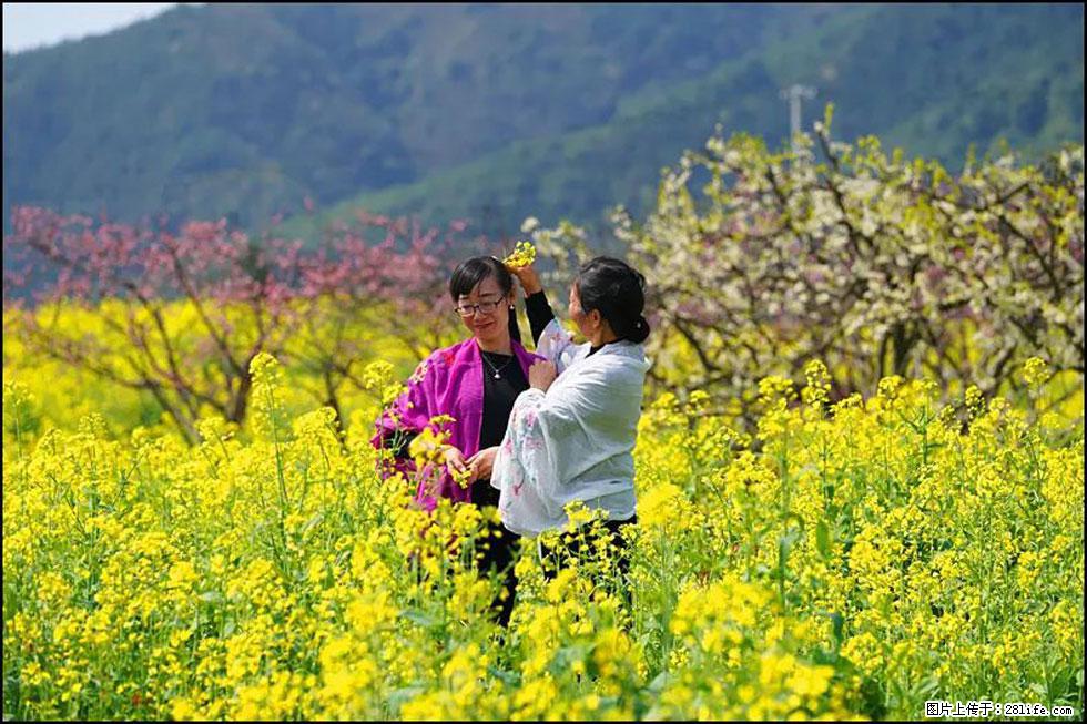 【春天，广西桂林灌阳县向您发出邀请！】长坪村油菜盛情花开 - 游山玩水 - 黄冈生活社区 - 黄冈28生活网 hg.28life.net