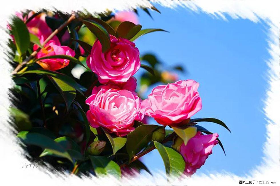 【春天，广西桂林灌阳县向您发出邀请！】杨柳井茶花惹人爱 - 游山玩水 - 黄冈生活社区 - 黄冈28生活网 hg.28life.net
