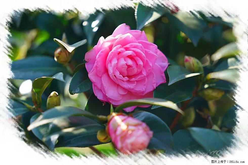 【春天，广西桂林灌阳县向您发出邀请！】杨柳井茶花惹人爱 - 游山玩水 - 黄冈生活社区 - 黄冈28生活网 hg.28life.net