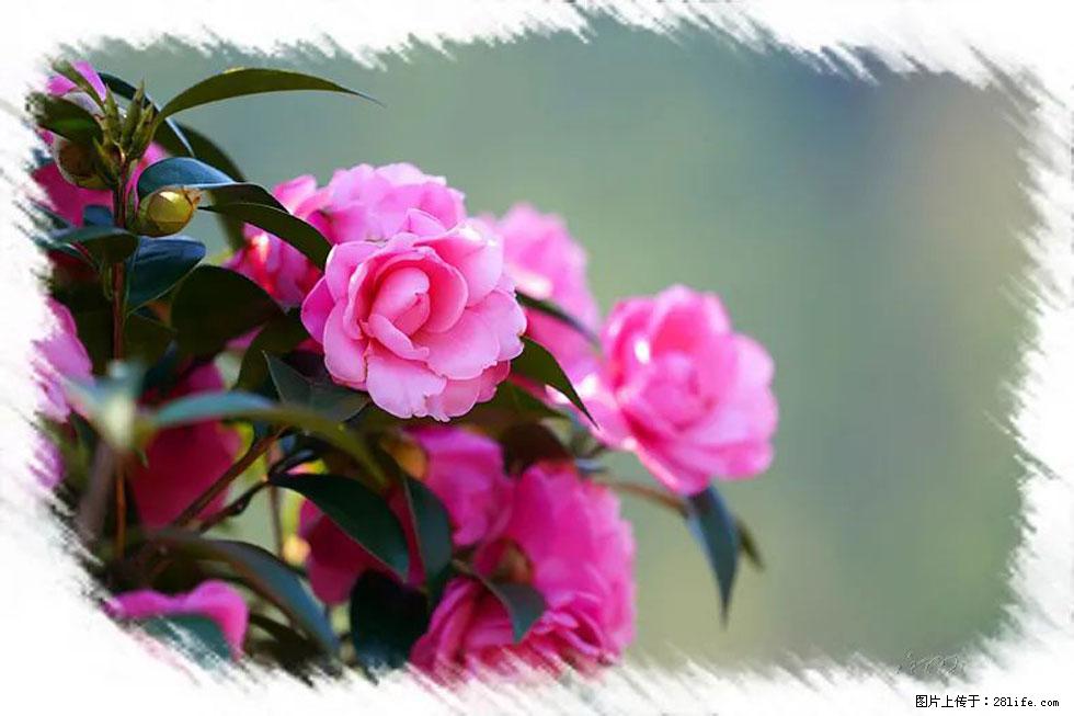 【春天，广西桂林灌阳县向您发出邀请！】杨柳井茶花惹人爱 - 游山玩水 - 黄冈生活社区 - 黄冈28生活网 hg.28life.net
