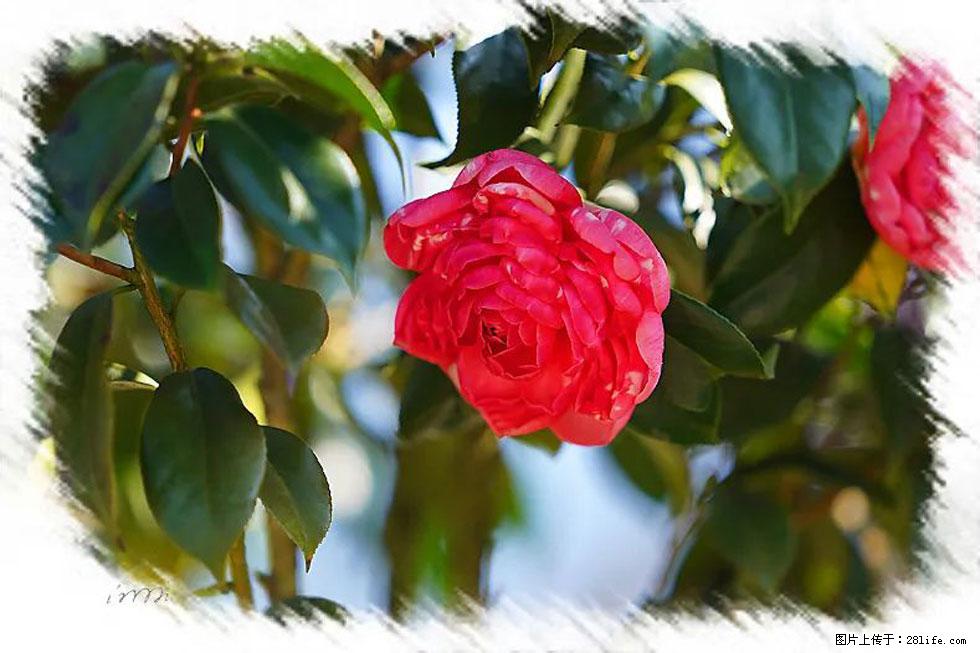 【春天，广西桂林灌阳县向您发出邀请！】杨柳井茶花惹人爱 - 游山玩水 - 黄冈生活社区 - 黄冈28生活网 hg.28life.net
