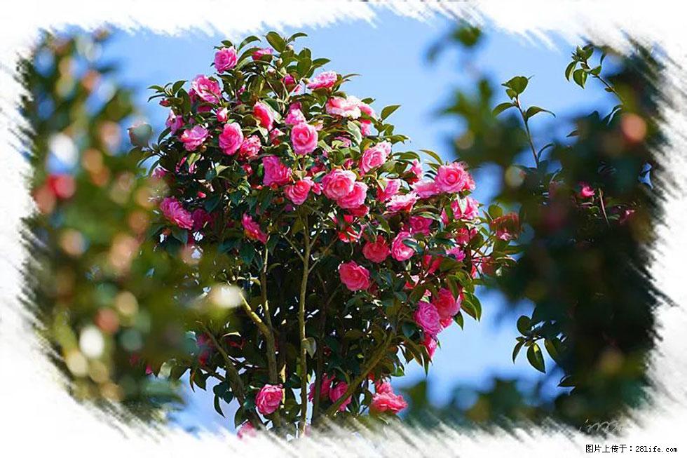 【春天，广西桂林灌阳县向您发出邀请！】杨柳井茶花惹人爱 - 游山玩水 - 黄冈生活社区 - 黄冈28生活网 hg.28life.net
