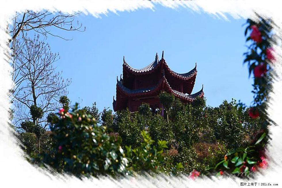 【春天，广西桂林灌阳县向您发出邀请！】杨柳井茶花惹人爱 - 游山玩水 - 黄冈生活社区 - 黄冈28生活网 hg.28life.net