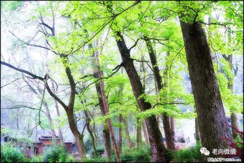 【春天，广西桂林灌阳县向您发出邀请！】在小龙村与春天约会 - 游山玩水 - 黄冈生活社区 - 黄冈28生活网 hg.28life.net