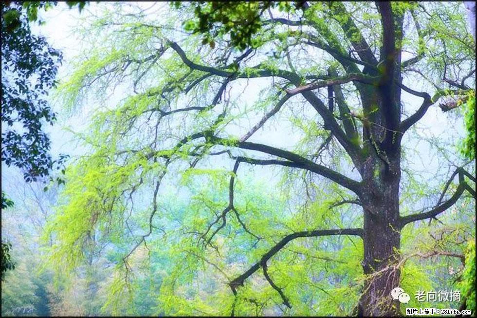 【春天，广西桂林灌阳县向您发出邀请！】在小龙村与春天约会 - 游山玩水 - 黄冈生活社区 - 黄冈28生活网 hg.28life.net