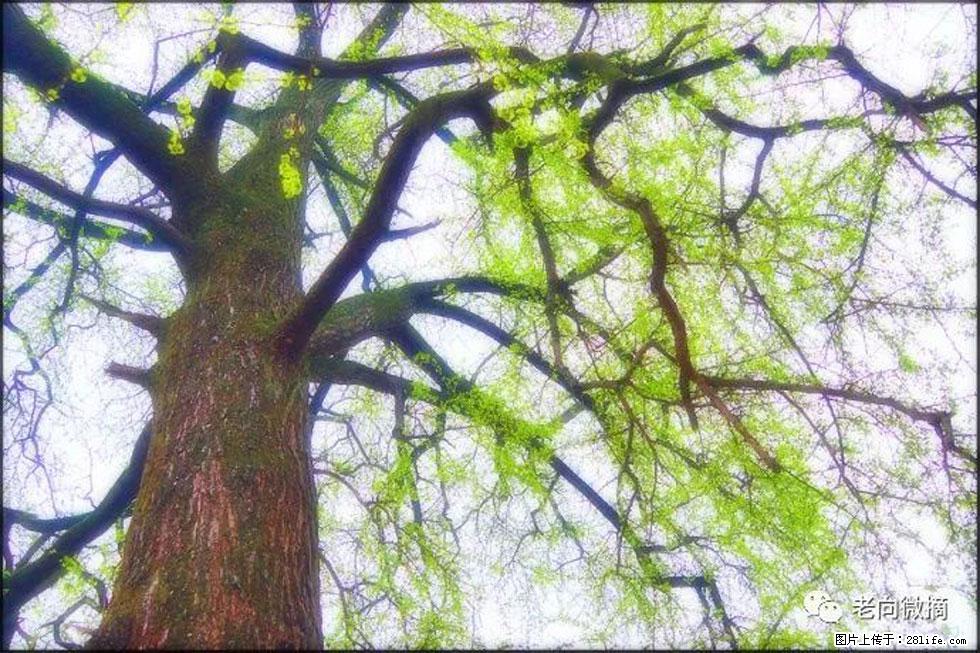 【春天，广西桂林灌阳县向您发出邀请！】在小龙村与春天约会 - 游山玩水 - 黄冈生活社区 - 黄冈28生活网 hg.28life.net