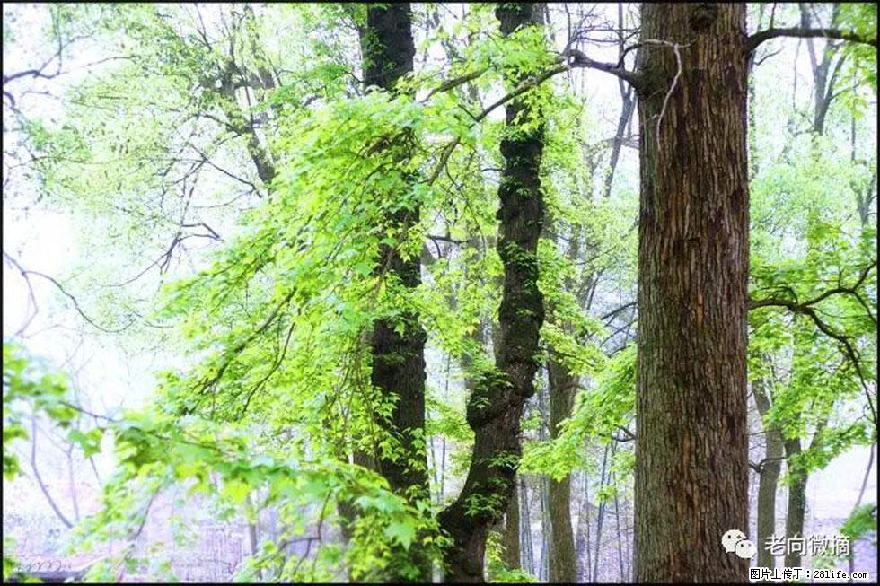 【春天，广西桂林灌阳县向您发出邀请！】在小龙村与春天约会 - 游山玩水 - 黄冈生活社区 - 黄冈28生活网 hg.28life.net