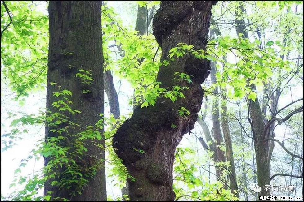 【春天，广西桂林灌阳县向您发出邀请！】在小龙村与春天约会 - 游山玩水 - 黄冈生活社区 - 黄冈28生活网 hg.28life.net