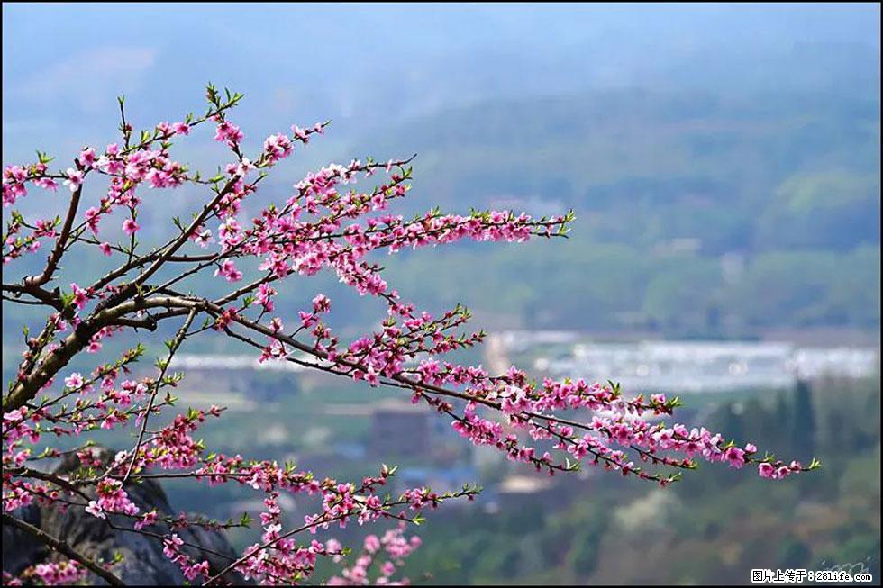 【春天，广西桂林灌阳县向您发出邀请！】望月岭上桃花开 - 游山玩水 - 黄冈生活社区 - 黄冈28生活网 hg.28life.net