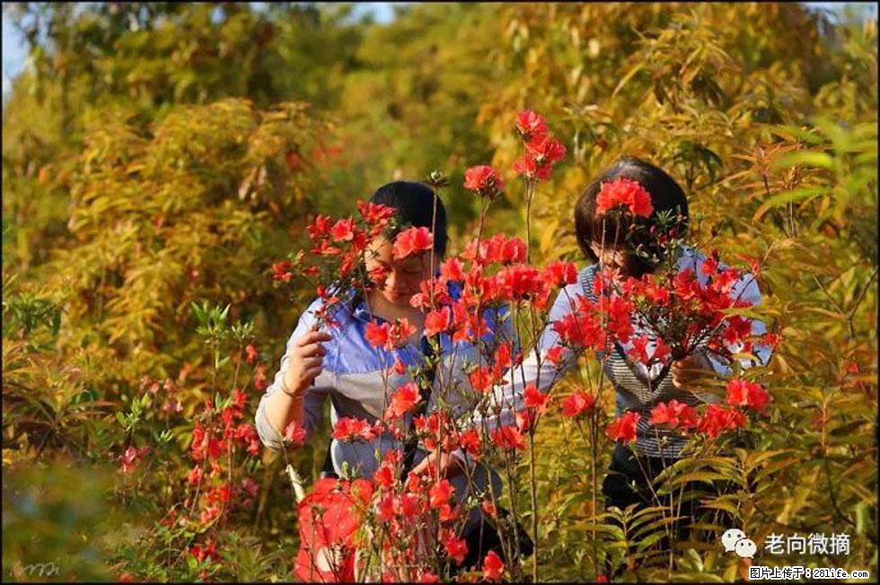 【春天，广西桂林灌阳县向您发出邀请！】登麒麟山，相约映山红 - 游山玩水 - 黄冈生活社区 - 黄冈28生活网 hg.28life.net