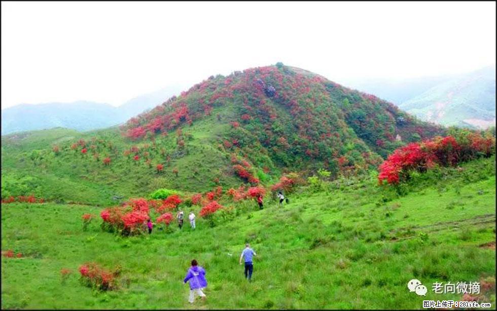 【春天，广西桂林灌阳县向您发出邀请！】宝盖山上映山红 - 游山玩水 - 黄冈生活社区 - 黄冈28生活网 hg.28life.net