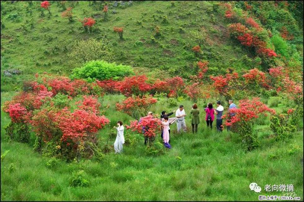 【春天，广西桂林灌阳县向您发出邀请！】宝盖山上映山红 - 游山玩水 - 黄冈生活社区 - 黄冈28生活网 hg.28life.net