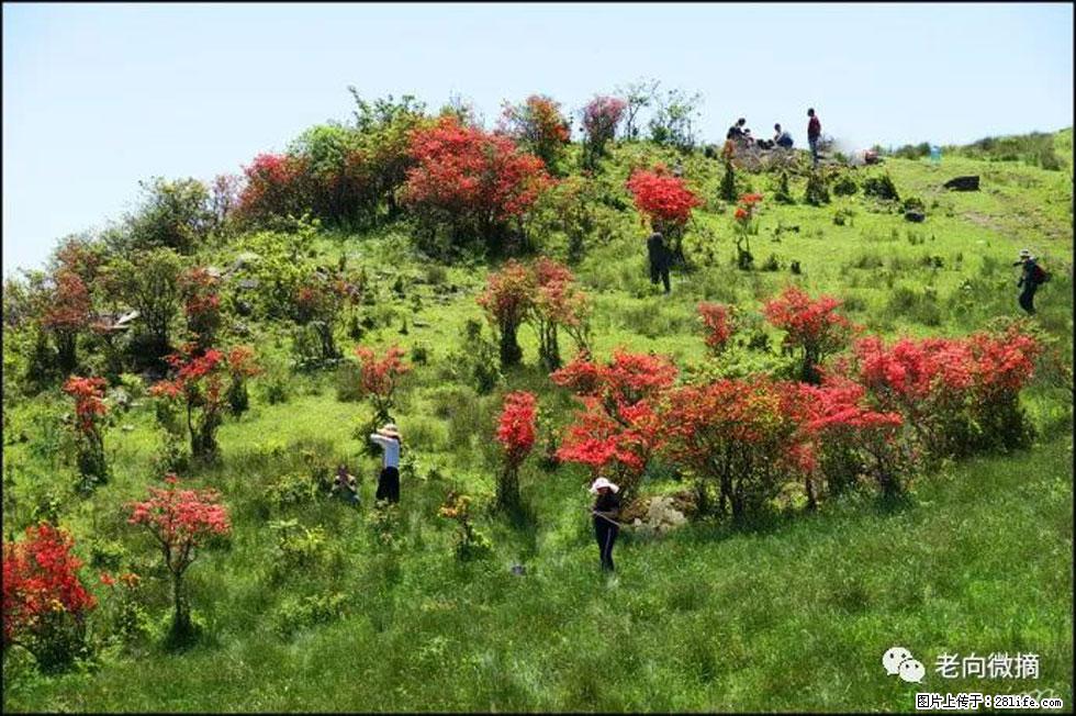 【春天，广西桂林灌阳县向您发出邀请！】宝盖山上映山红 - 游山玩水 - 黄冈生活社区 - 黄冈28生活网 hg.28life.net