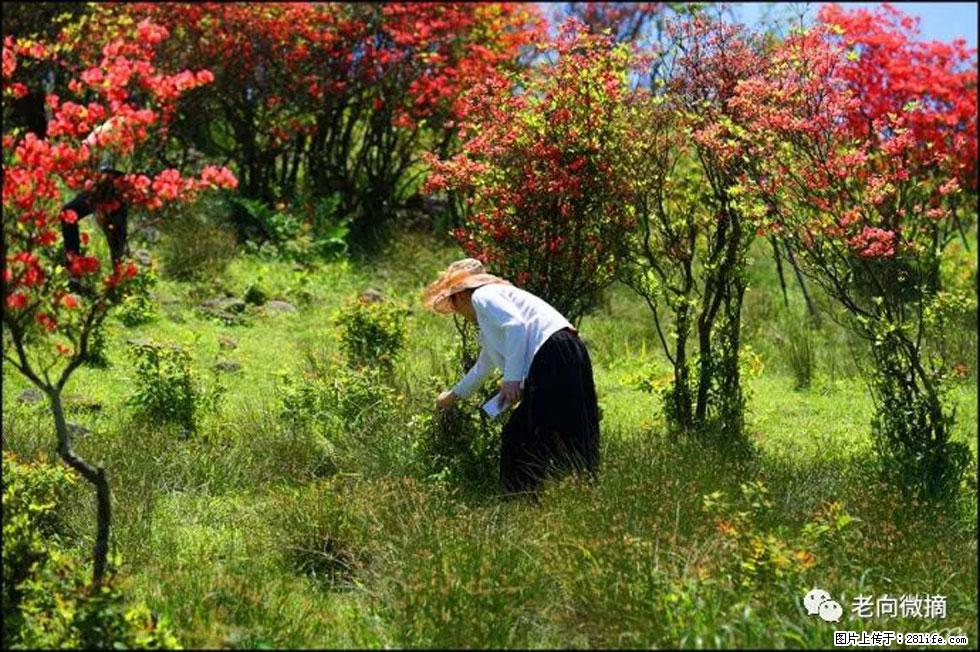 【春天，广西桂林灌阳县向您发出邀请！】宝盖山上映山红 - 游山玩水 - 黄冈生活社区 - 黄冈28生活网 hg.28life.net