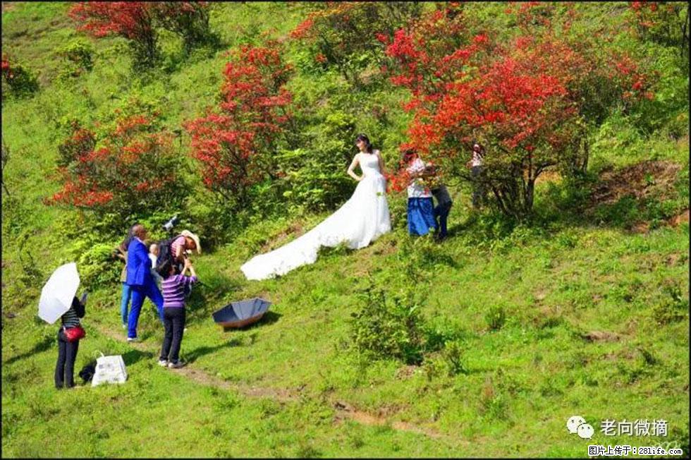 【春天，广西桂林灌阳县向您发出邀请！】宝盖山上映山红 - 游山玩水 - 黄冈生活社区 - 黄冈28生活网 hg.28life.net