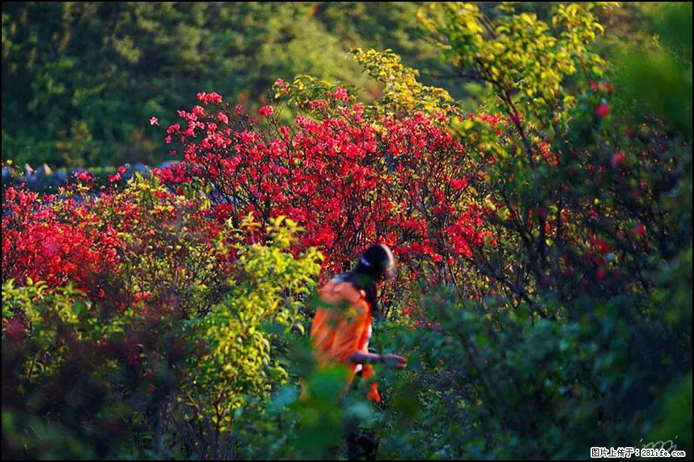 【春天，广西桂林灌阳县向您发出邀请！】春木界上映山红 - 游山玩水 - 黄冈生活社区 - 黄冈28生活网 hg.28life.net