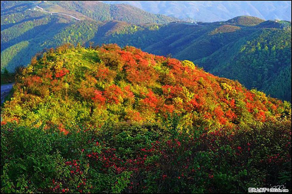 【春天，广西桂林灌阳县向您发出邀请！】春木界上映山红 - 游山玩水 - 黄冈生活社区 - 黄冈28生活网 hg.28life.net