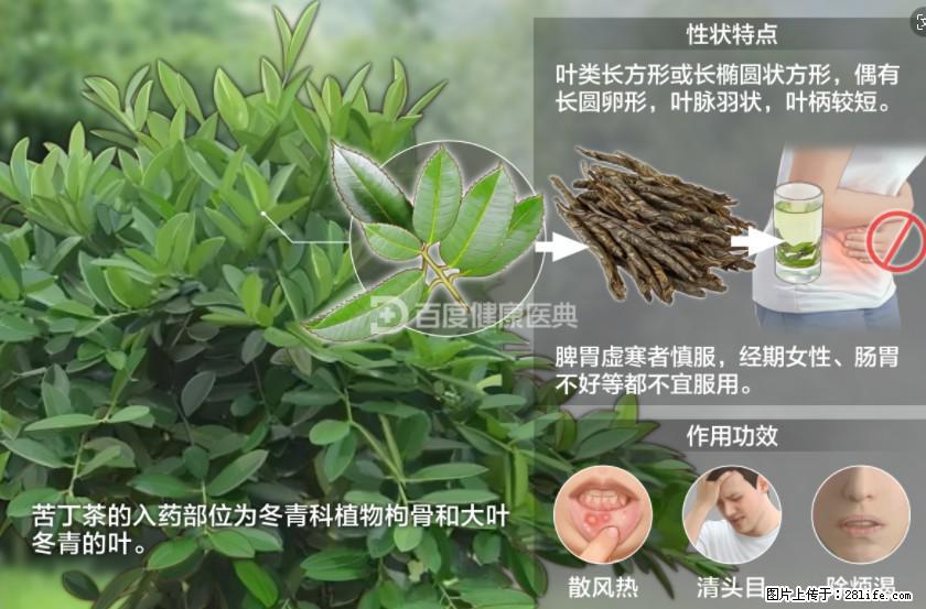 苦丁茶有哪些功效和作用 - 生活百科 - 黄冈生活社区 - 黄冈28生活网 hg.28life.net