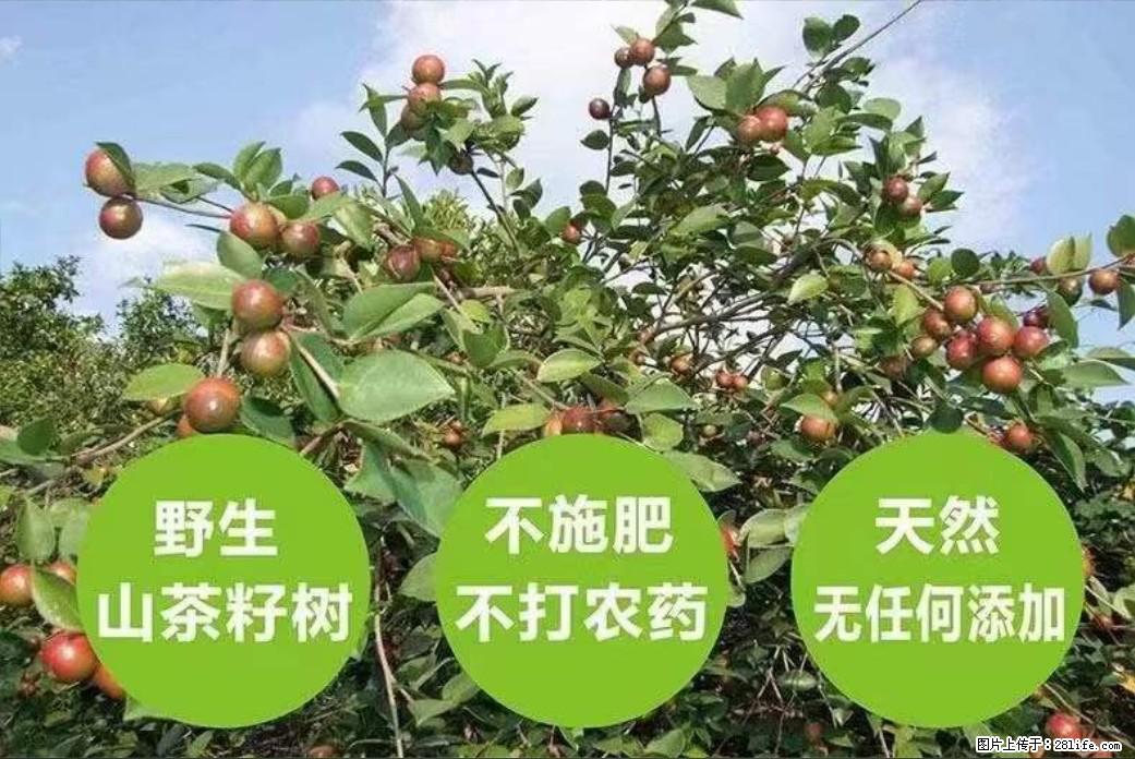 【灌阳县油茶产业示范区】一个有着充实的精神生活的人，对待身外之物自会有一种淡泊的态度 - 土特产 - 饮食特产 - 黄冈分类信息 - 黄冈28生活网 hg.28life.net