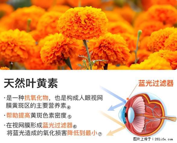 叶黄素有什么功效和作用 - 生活百科 - 黄冈生活社区 - 黄冈28生活网 hg.28life.net