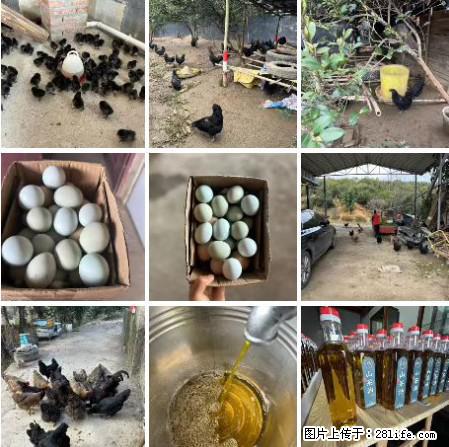 油茶园从小鸡仔开始养起的纯土鸡、土鸡蛋可以预定啦！还有前几天刚榨的纯山茶油哦 - 美食天地 - 黄冈生活社区 - 黄冈28生活网 hg.28life.net