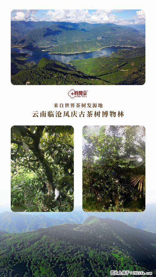时间果百年古树2025年春红茶 - 购物交流 - 黄冈生活社区 - 黄冈28生活网 hg.28life.net