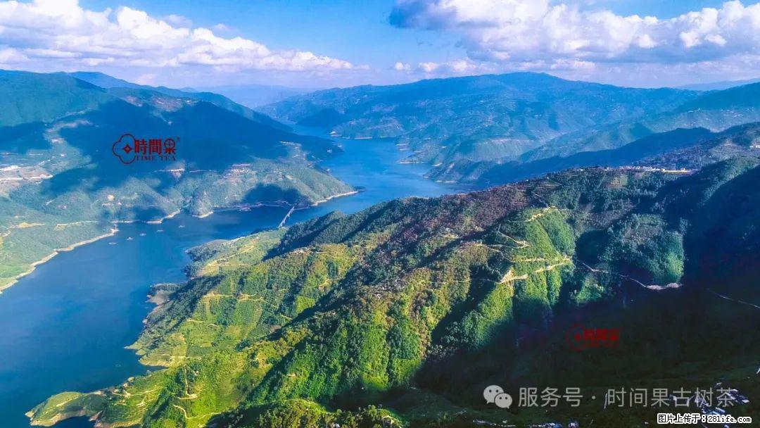 时间果百年古树龙珠普洱生茶 - 购物交流 - 黄冈生活社区 - 黄冈28生活网 hg.28life.net