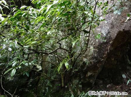 平乐石崖茶，珍贵仅次于金花茶 - 黄冈生活资讯 - 黄冈28生活网 hg.28life.net