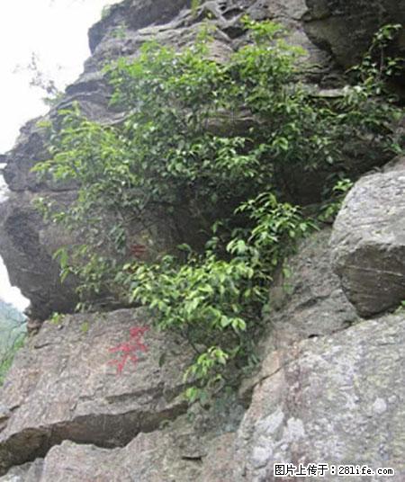 平乐石崖茶，珍贵仅次于金花茶 - 黄冈生活资讯 - 黄冈28生活网 hg.28life.net