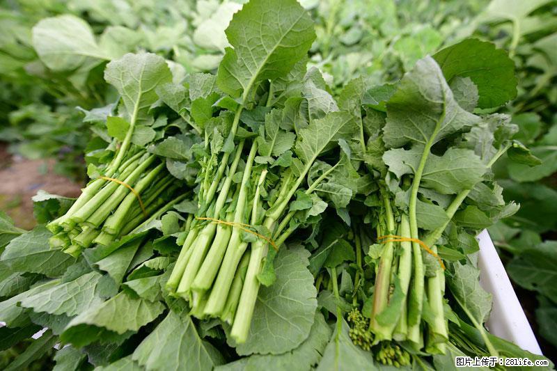 这些蔬菜是“天然钙片”，这6种被医生重点推荐 - 黄冈生活资讯 - 黄冈28生活网 hg.28life.net